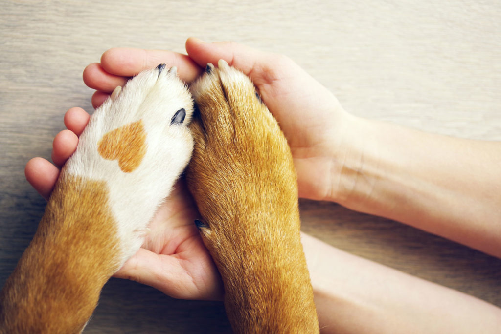 caring for pets