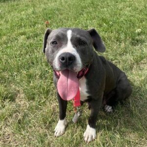 Dogs | Fort Defiance Humane Society | Fort Defiance, OH