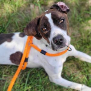 Dogs | Fort Defiance Humane Society | Fort Defiance, OH