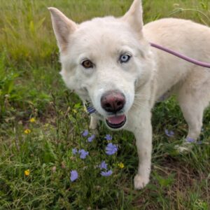 Khaleesi - PENDING ADOPTION