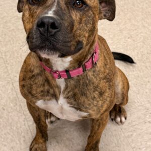 Mellow - PENDING ADOPTION