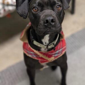 Watson - PENDING ADOPTION