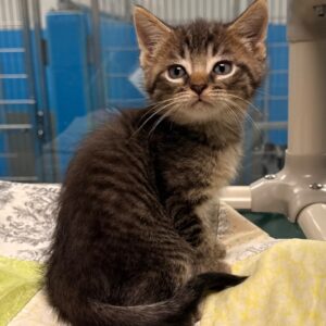 Fireplug - PENDING ADOPTION