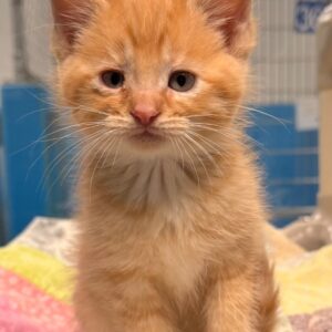 Halligan - PENDING ADOPTION