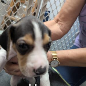 Harmony - PENDING ADOPTION