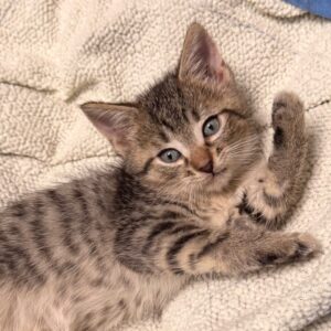 Inferno - PENDING ADOPTION