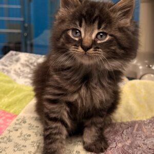 Klaxon - PENDING ADOPTION