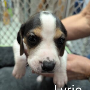 Lyric - PENDING ADOPTION