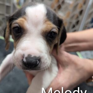 Melody - PENDING ADOPTION