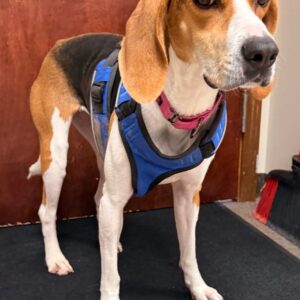 Pam - PENDING ADOPTION