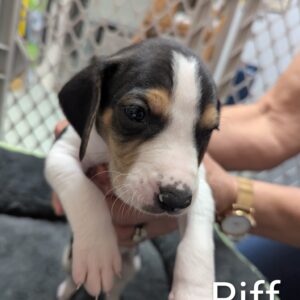 Riff - PENDING ADOPTION