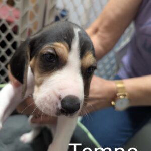 Tempo - PENDING ADOPTION