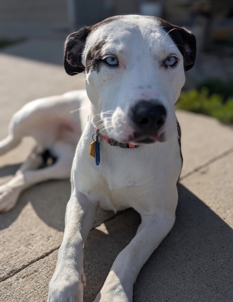 Azula