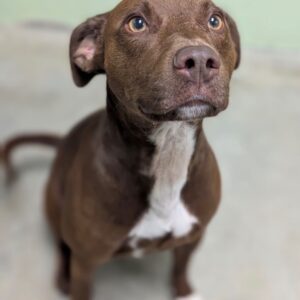 Bowie
