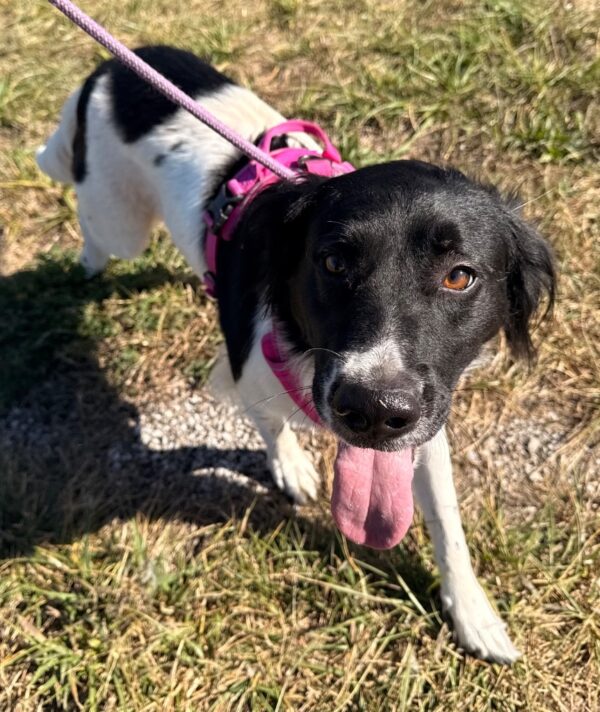 Dolly