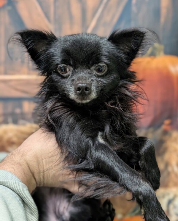 Edgar