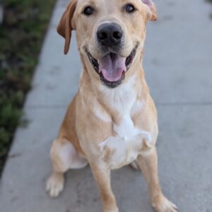 Gomez - PENDING ADOPTION