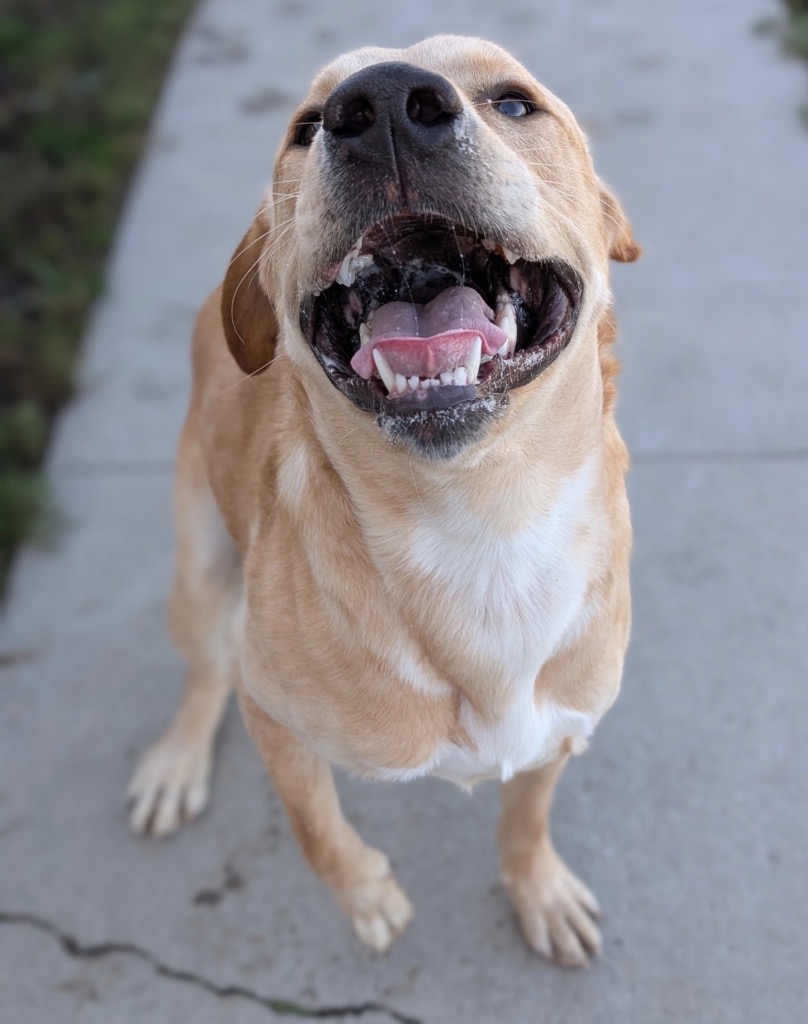 Gomez - PENDING ADOPTION