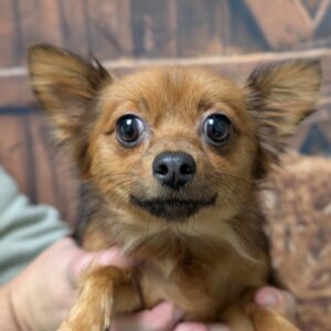 Tillie - PENDING ADOPTION