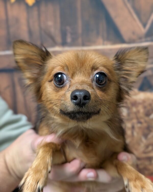 Tillie - PENDING ADOPTION