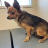 Tillie - PENDING ADOPTION