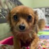 Tillie - PENDING ADOPTION
