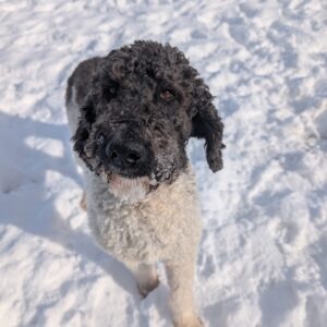 Monica - PENDING ADOPTION