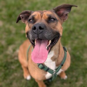 Mochi - PENDING ADOPTION