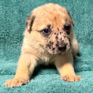 Polar - PENDING ADOPTION