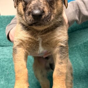 Tundra - PENDING ADOPTION