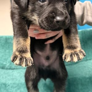 Vortex - PENDING ADOPTION