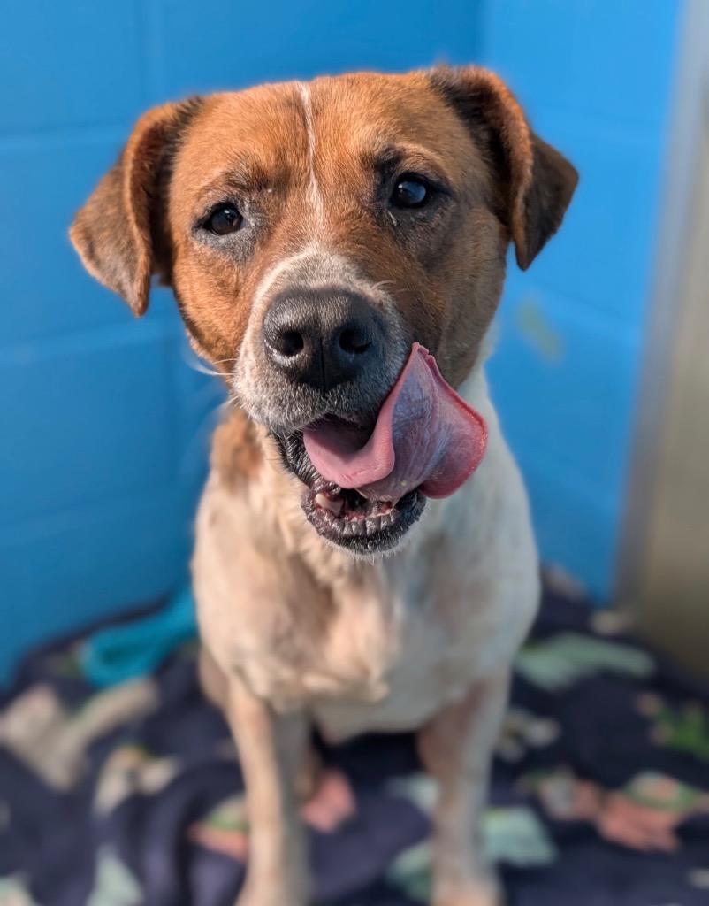 Minestrone - PENDING ADOPTION