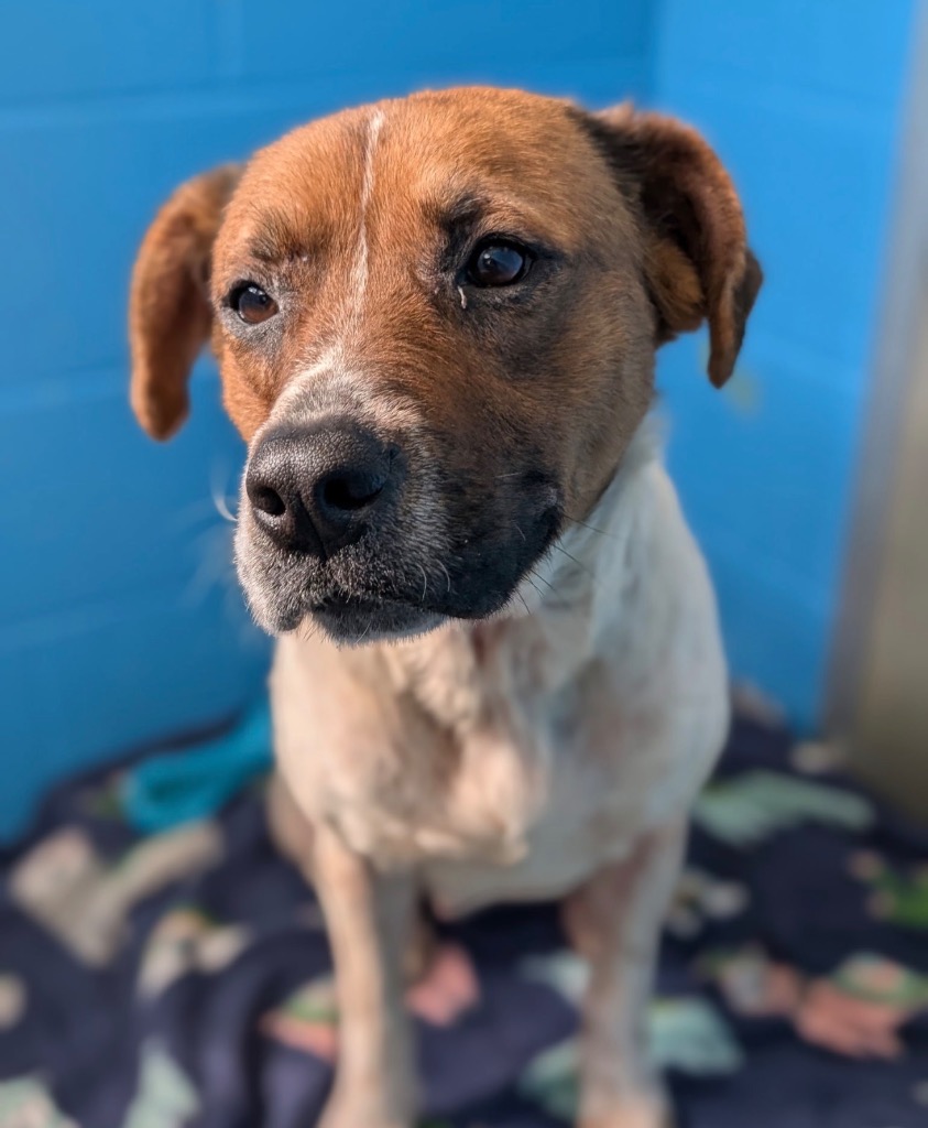 Minestrone - PENDING ADOPTION