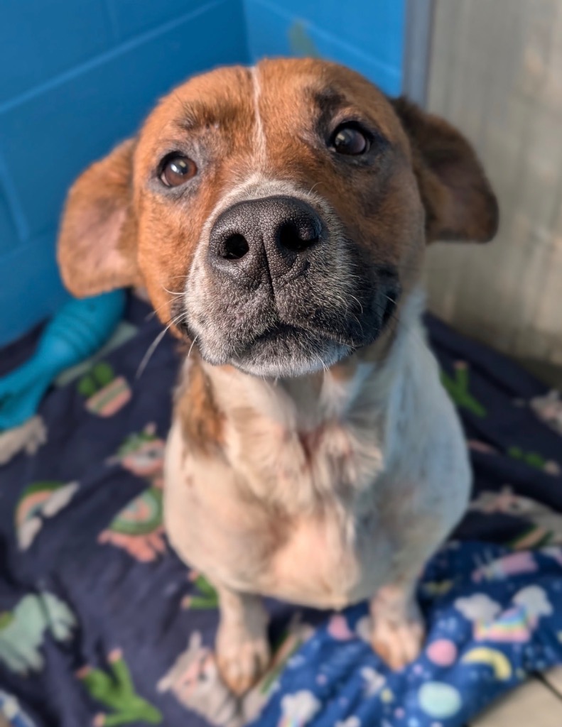 Minestrone - PENDING ADOPTION