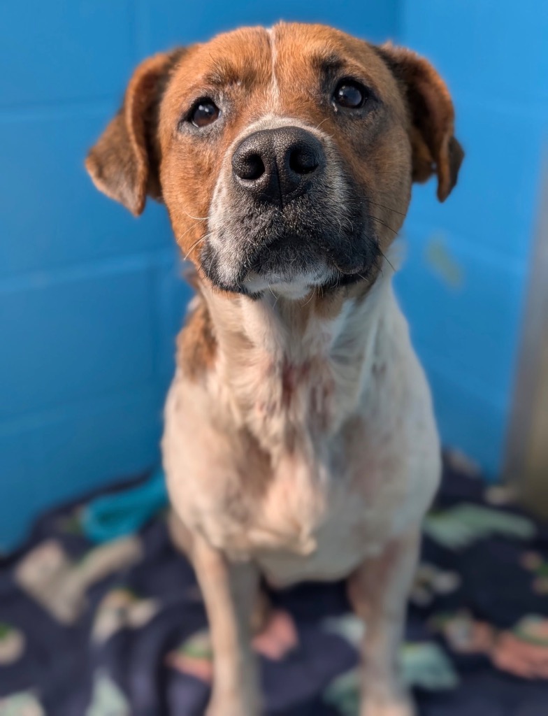 Minestrone - PENDING ADOPTION