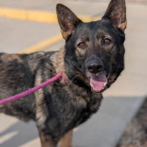 Amity - PENDING ADOPTION