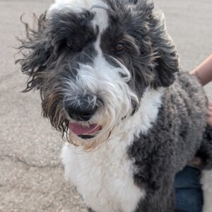 Kevin - PENDING ADOPTION