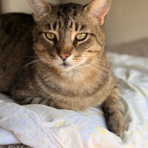 Pat the Cat
