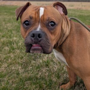 Pepper - PENDING ADOPTION