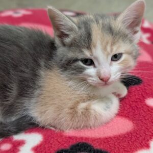 Diamond - PENDING ADOPTION