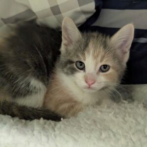 Diamond - PENDING ADOPTION