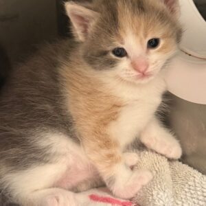 Diamond - PENDING ADOPTION