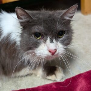 Grizabella
