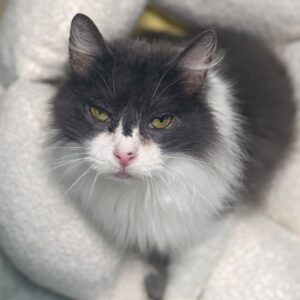 Grizabella