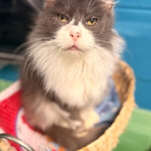 Grizabella