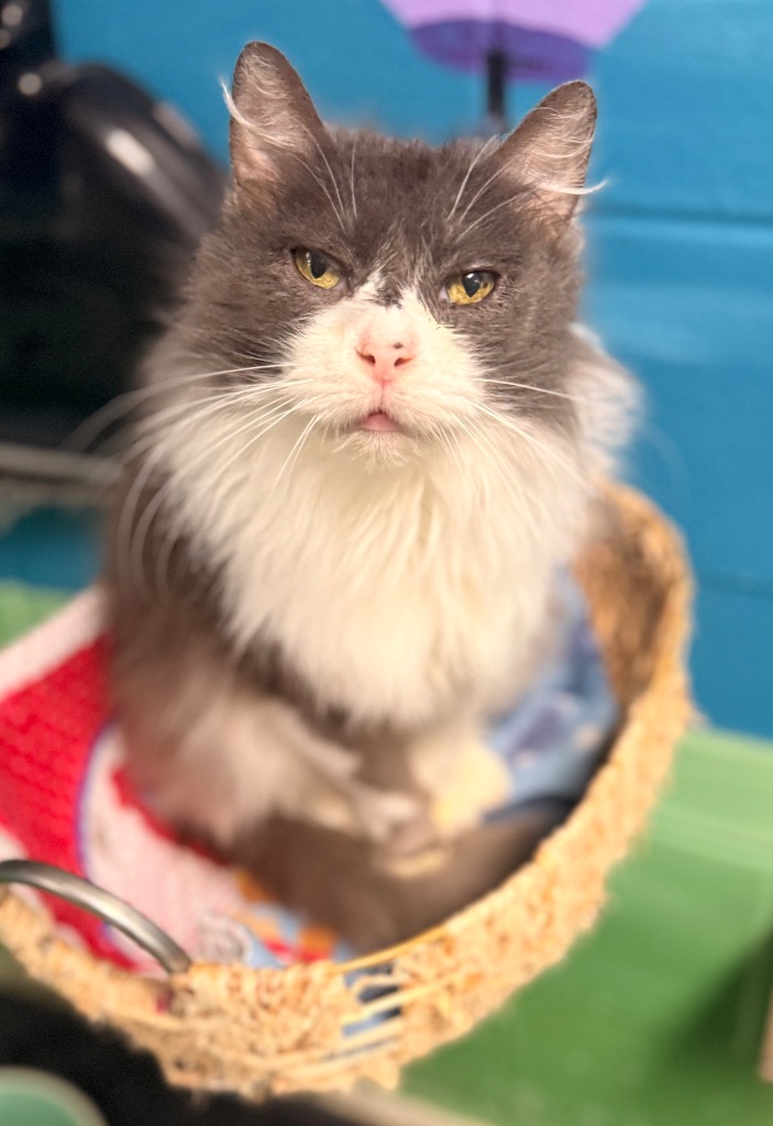 Grizabella