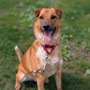 Jax - PENDING ADOPTION