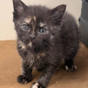 Montana - PENDING ADOPTION