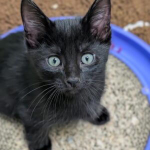Onyx