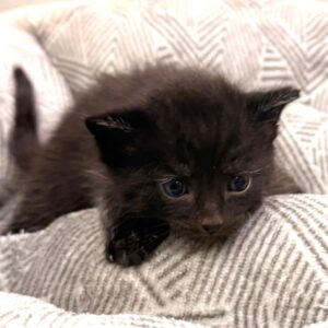 Onyx